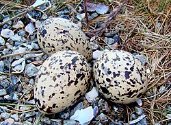 Eurasian oystercatcher eggs camouflaged in the nest