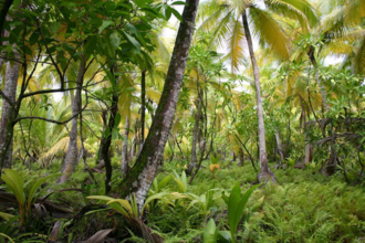 A tropical plant community on Diego Garcia