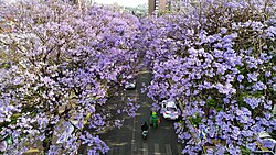Jacaranda trees in bloom along Jiaochang Middle Road