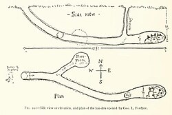 Illustration of the side and above views of a red fox den