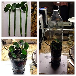 Rose cuttings under plastic bottle greenhouse