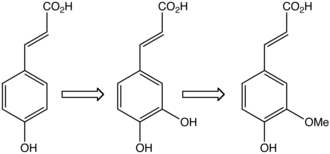 In plants, caffeic acid (middle) is formed from 4-hydroxycinnamic acid (left) and is transformed to ferulic acid.