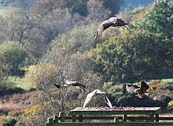 Red kites at the feeding station, Laurieston, Glasgow, Scotland.
