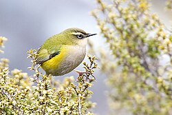 New Zealand rock wren (Xenicus gilviventris), one of the two surviving species of suborder Acanthisitti