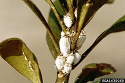 Colony of cottony cushion scale, a pest of citrus fruits