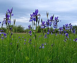 Iris sibirica growing in the grasslands of Germany