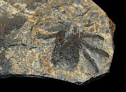 Fossil of Kreischeria (Trigonotarbida)