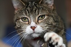 The whiskers of a cat are highly sensitive to touch.