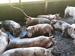 Swine in Santa Catarina