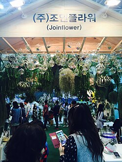 Flower Convention