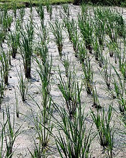 Perennial rice research plot at a YAAS research station on Hainan Islands