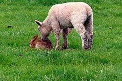A lamb investigates a rabbit, an example of interspecific communication using body posture and olfaction.