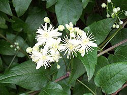Flowers of C. vitalba