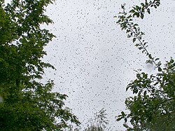 A swarm about to land