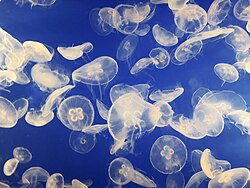 Jellyfish are gelatinous zooplankton.[77]