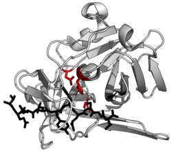 Ribbon diagram of a protease (TEV protease) complexed with its peptide substrate in black with catalytic residues in red (PDB: 1LVB​)
