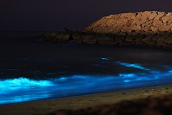 Bioluminescence in phytoplankton triggered by the agitation of waves crashing on a beach