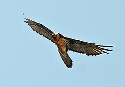 The lammergeier or bearded vulture (Gypaetus barbatus) feeds mainly on bone marrow, dropping bones from great heights to crack them.