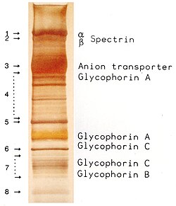 Red blood cell membrane proteins separated by SDS-PAGE and silverstained[32]
