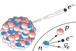 The radioactive beta decay is due to the weak interaction, which transforms a neutron into a proton, an electron, and an electron antineutrino.