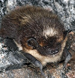 Northern bat hibernating in Norway