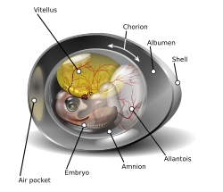 Anatomy of an amniotic egg.