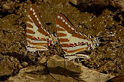 Two Spot swordtail butterflies (Graphium nomius) mud puddling for minerals