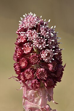 Flower of a butterbur
