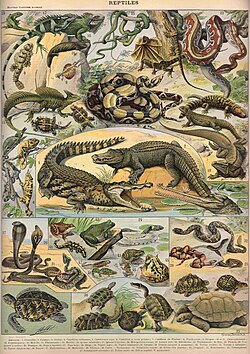 Reptiles, from Nouveau Larousse Illustré, 1897–1904, notice the inclusion of amphibians (below the crocodilians)