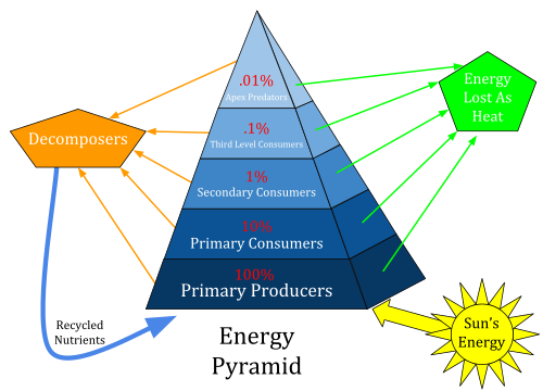An energy pyramid illustrates how much energy is needed as it flows upward to support the next trophic level. Only about 10% of the energy transferred between each trophic level is converted to biomass.