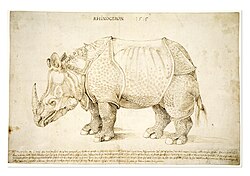Preparatory study for the rhinoceros print by Albrecht Dürer, 1515 (British Museum: SL,5218.161 ). The inscription bears an incorrect date (1513) for the arrival of the rhinoceros in Lisbon, which actually occurred in 1515.[19]