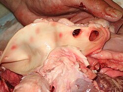 A pig's aorta cut open, also showing some branching arteries.