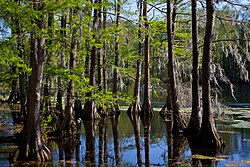 Cypress trees in Greenfield Lake