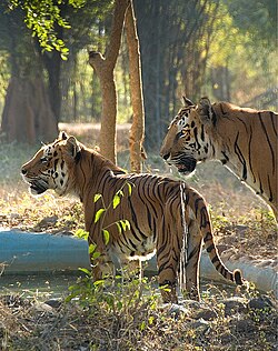 Bengal tigers at Bannerghatta National Park near Bengaluru