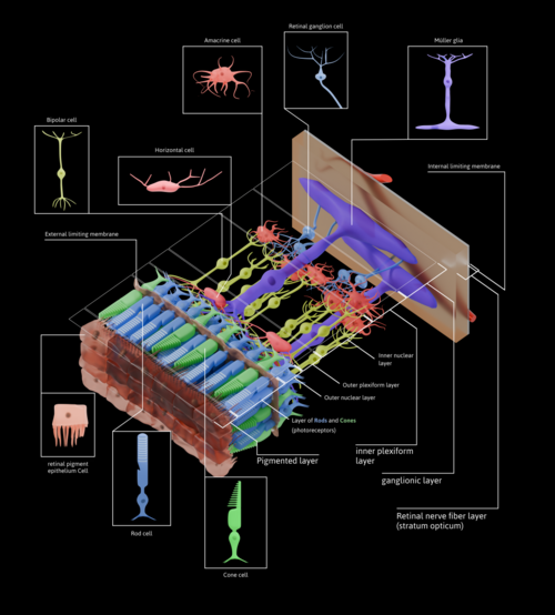 an orthographic cross-section of the layers of the human retina labeling various elements. Light comes from top right