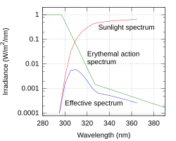 Sunburn effect (as measured by the UV index) is the product of the sunlight spectrum (radiation intensity) and the erythemal action spectrum (skin sensitivity) across the range of UV wavelengths. Sunburn production per milliwatt of radiation intensity is increased by nearly a factor of 100 between the near UVB wavelengths of 315–295 nm.