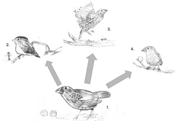 Adaptive radiation of finch A (Geospiza magnirostris) into three other species of finches on the Galapagos Islands. Due to the absence of other birds, Darwin's finches adapted to new niches. Their seed-eating beaks evolved to handle foods such as nuts, fruits, and insects.