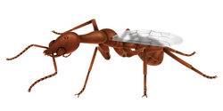 Vulcanidris, one of the earliest ants ever known from the Early Cretaceous