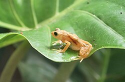 The Kihansi spray toad has been listed as extinct in the wild since 2014.