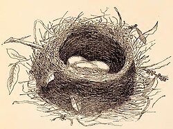 1888 illustration of a tūī nest