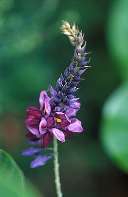 Pueraria montana flowers