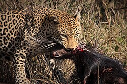 A young male leopard with a Cape porcupine kill in Kruger National Park