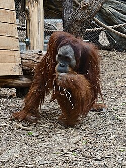 At Orientarium Zoo, Łódź, Poland
