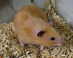 Golden hamsters have been shown to use their own phenotypes as a template in order to differentiate between kin and non-kin via olfaction.