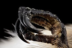 Close-up of toe arrangement in a ruby-throated hummingbird foot, showing three claw-like toes forward and one backward.