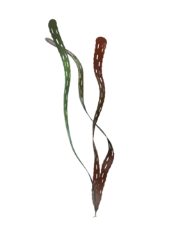 A reconstruction of Margaretia dorus from the Burgess Shale, which were once believed to be green algae, but are now understood to represent hemichordates[57]