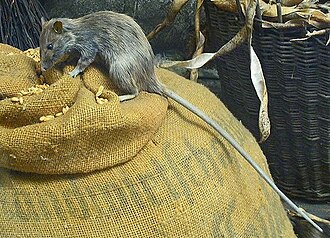 The black rat is a reservoir host for bubonic plague. The rat fleas that infest the rats are vectors for the disease.