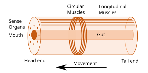 Idealised wormlike bilaterian body plan. With a cylindrical body and a direction of movement the animal has head and tail ends. Sense organs and mouth form the basis of the head. Opposed circular and longitudinal muscles enable peristaltic motion.