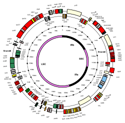 Chloroplast genome map of A. thaliana:[36][37] Introns are in grey. Some genes consist of 5′ and 3′ portions. Strand 1 and 2 genes are transcribed clockwise and counterclockwise, respectively. The innermost circle provides the boundaries of the large and small single-copy regions (LSC and SSC, violet) separated by a pair of inverted repeats (IRa and IRB, black).