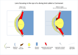 Diving bird (Cormorant) lens focusing can be up to 80 dioptres for clearer underwater vision.